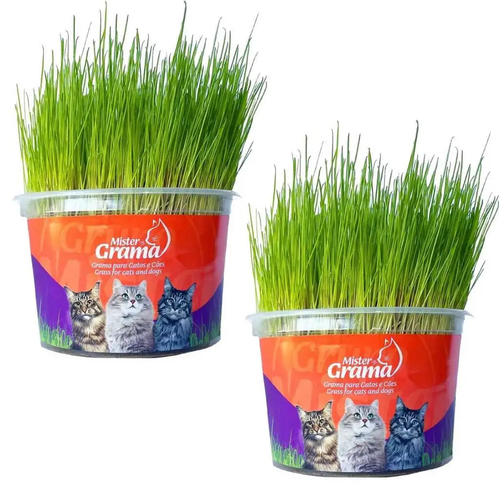 Graminha Natural para Gatos – Bem-estar, estímulo e alívio do estresse