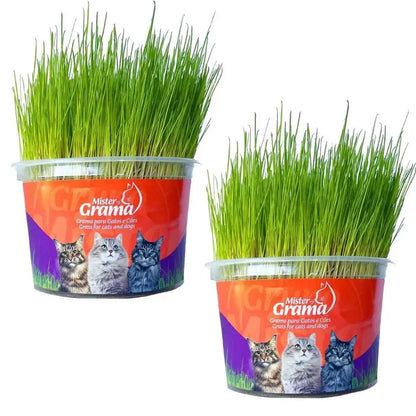 Graminha Natural para Gatos – Bem-estar, estímulo e alívio do estresse