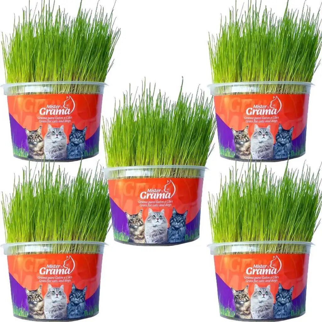 Graminha Natural para Gatos – Bem-estar, estímulo e alívio do estresse