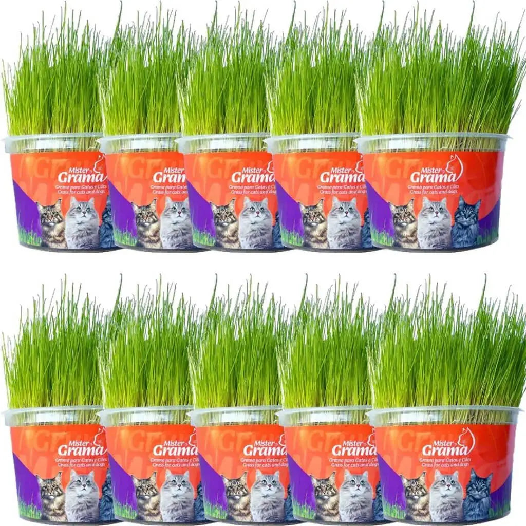 Graminha Natural para Gatos – Bem-estar, estímulo e alívio do estresse