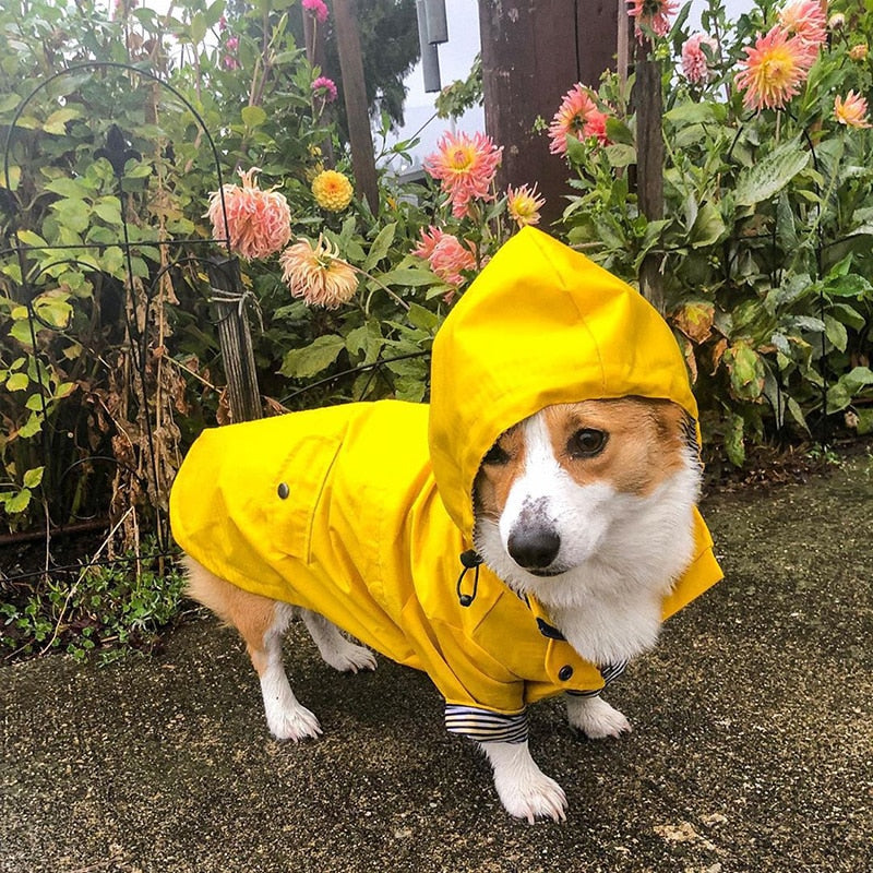 Capa De Chuva - Snouty™