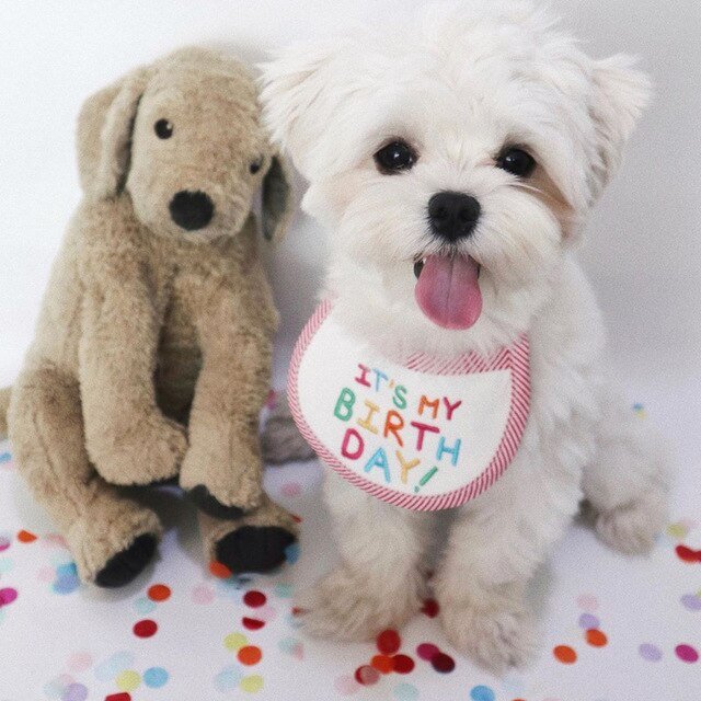 Babador Pet Birthday - Pawzly™