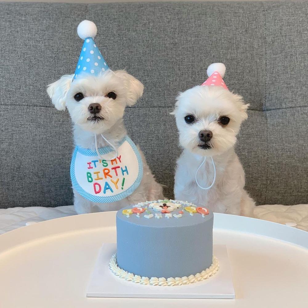 Babador Pet Birthday - Pawzly™
