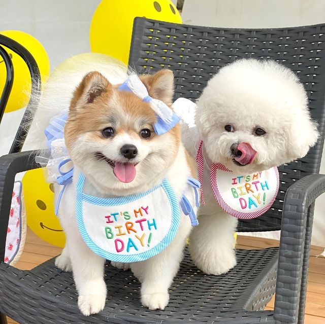 Babador Pet Birthday - Pawzly™