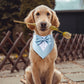 Bandana Fashion - Pawzly™