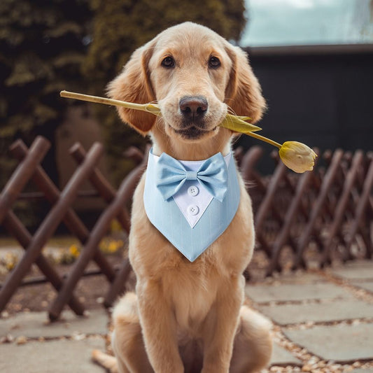 Bandana Fashion - Pawzly™