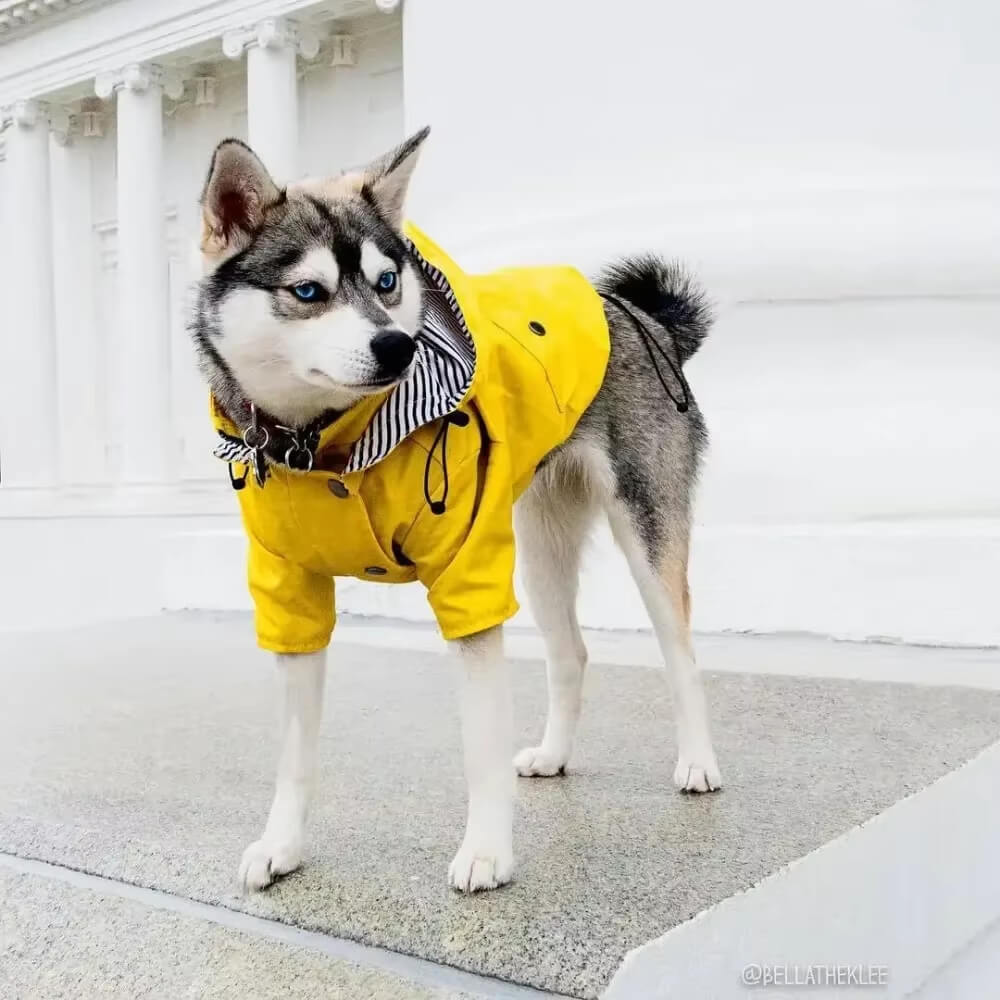 Capa De Chuva - Snouty™