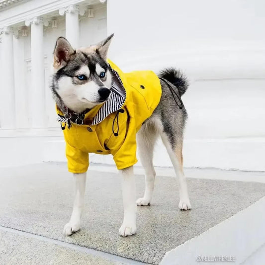 Capa De Chuva - Snouty™