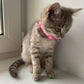 Coleira com Pingente para Pets Pequenos - Kinect™