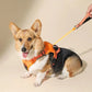 Coleira Retrátil com Guia para Cães de Médio e Grande Porte - Petzo™
