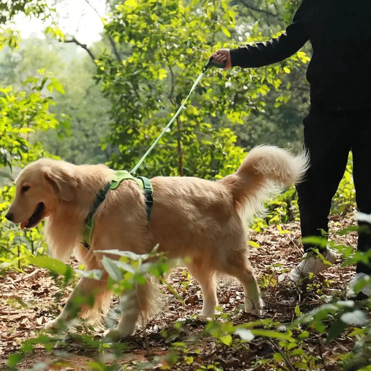 Coleira Retrátil com Guia para Cães de Médio e Grande Porte - Petzo™